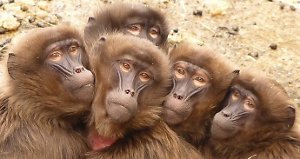 Resources. baboons(300)
